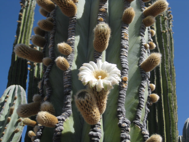 Flor de cardón en el Desierto de Sonora