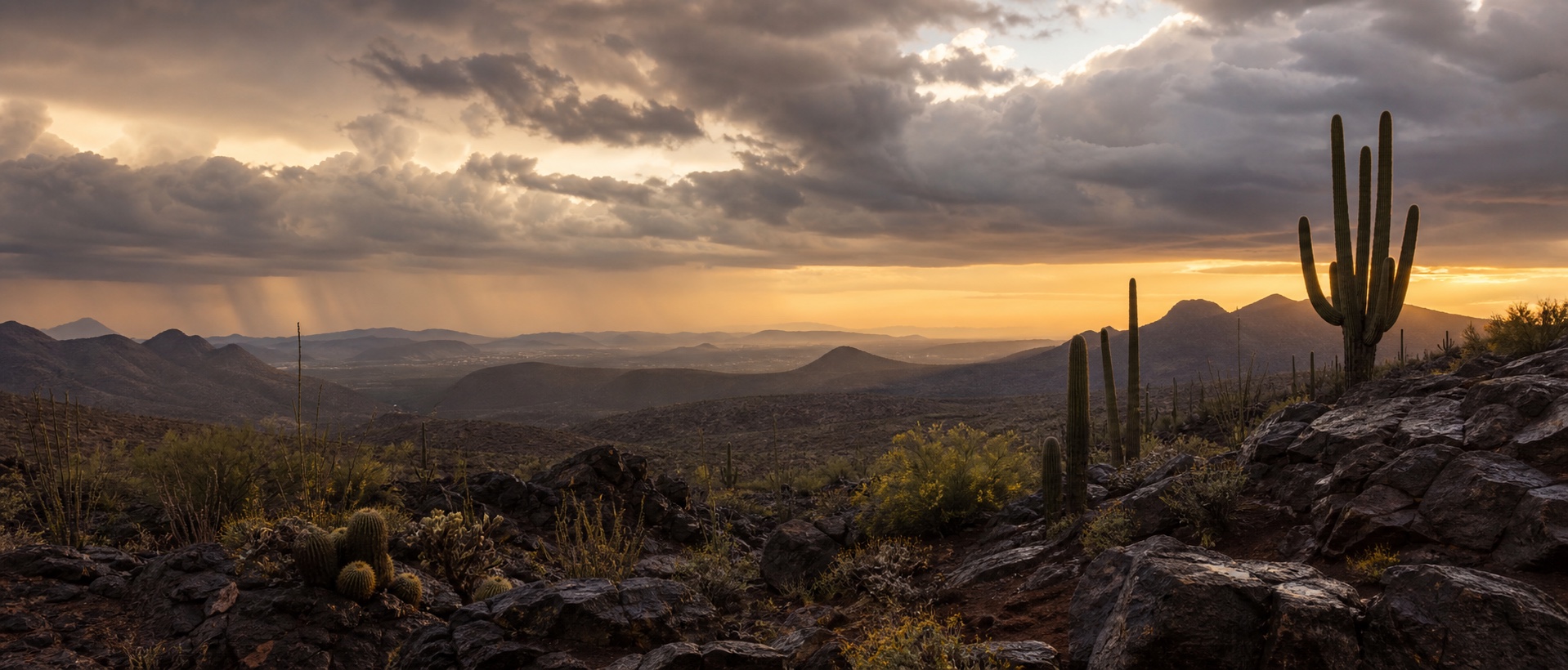 Valle del Desierto de Sonora después de la lluvia